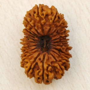 21 mukhi rudrkahsa nepal( check for availibilty and price)